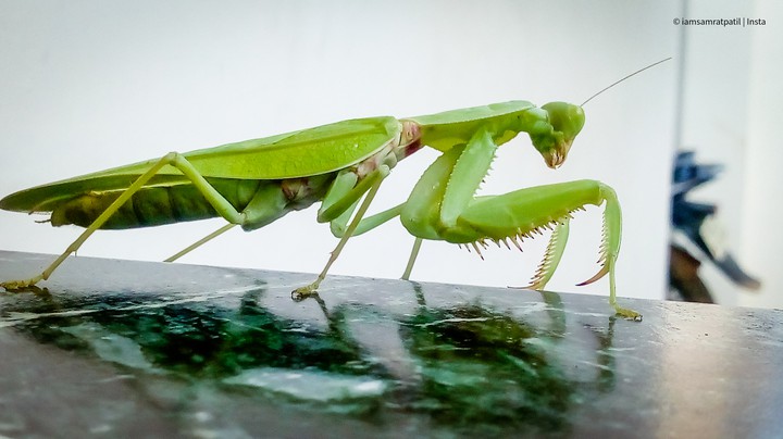 Grasshopper