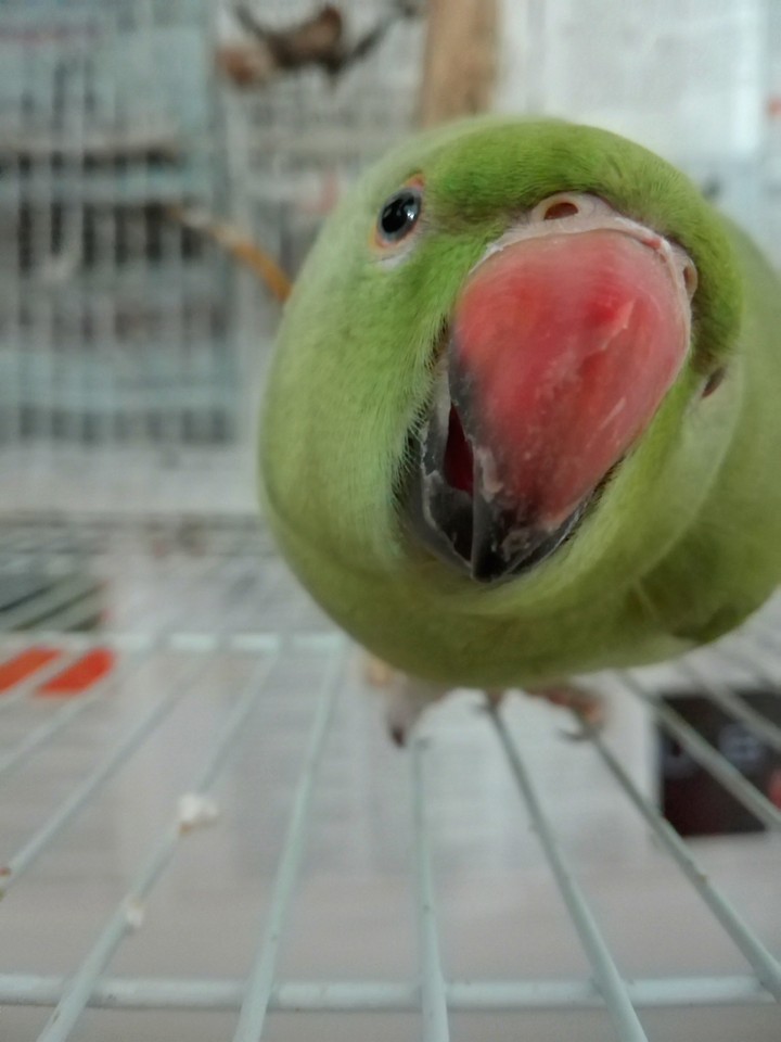 Parrot