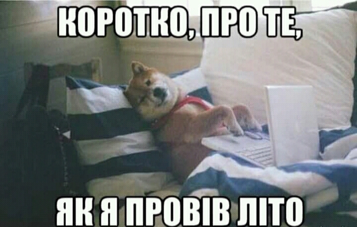 Коротко про те, як собака провів літо
