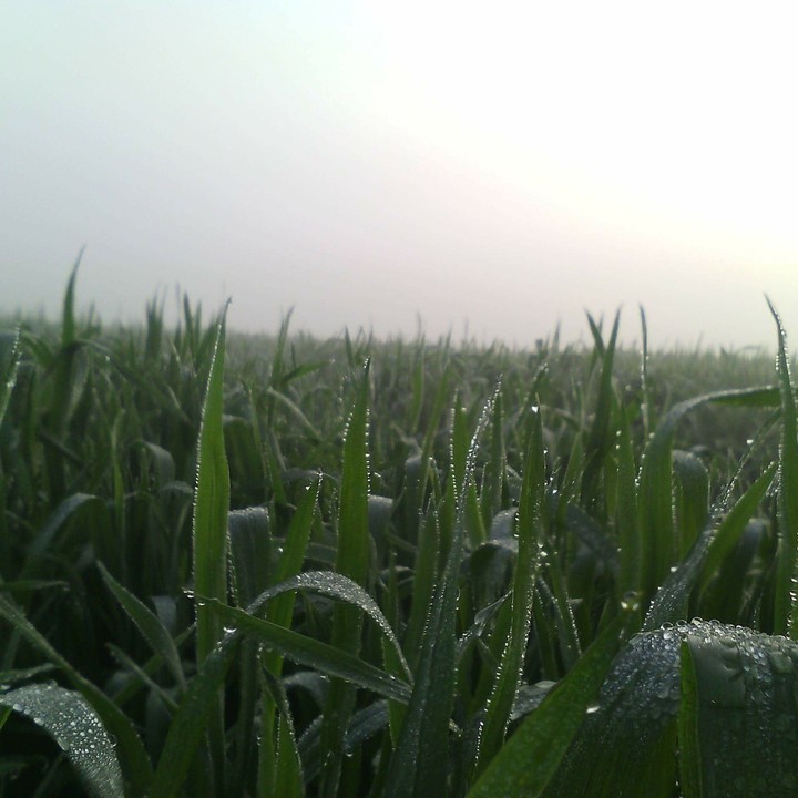 nature's Beauty