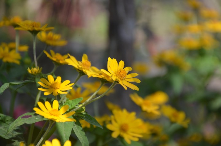 Yellow Flowers