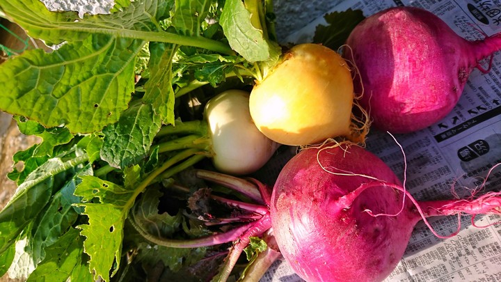 turnip