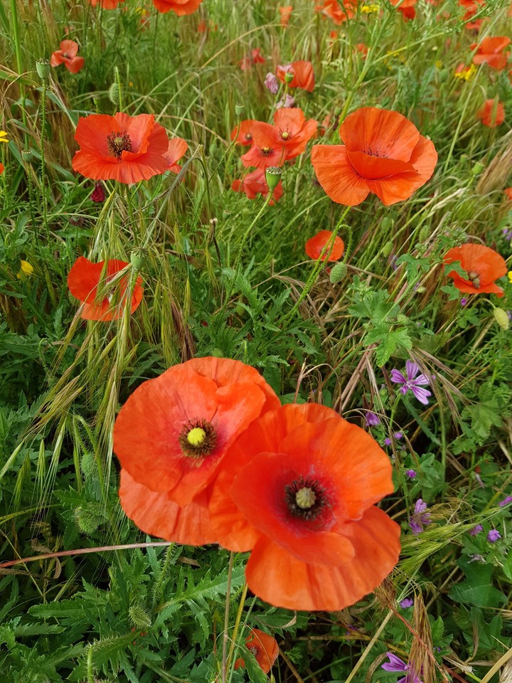flowers