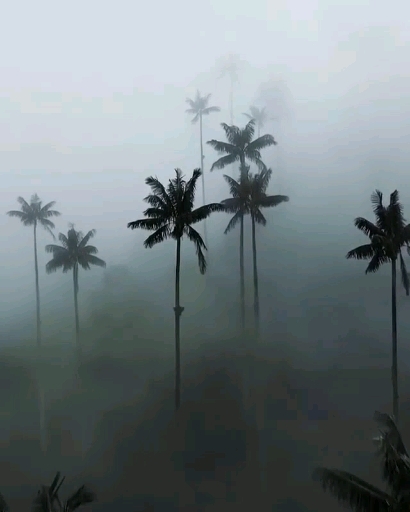 Listen - Fog, rain and thunder engulfs palm trees