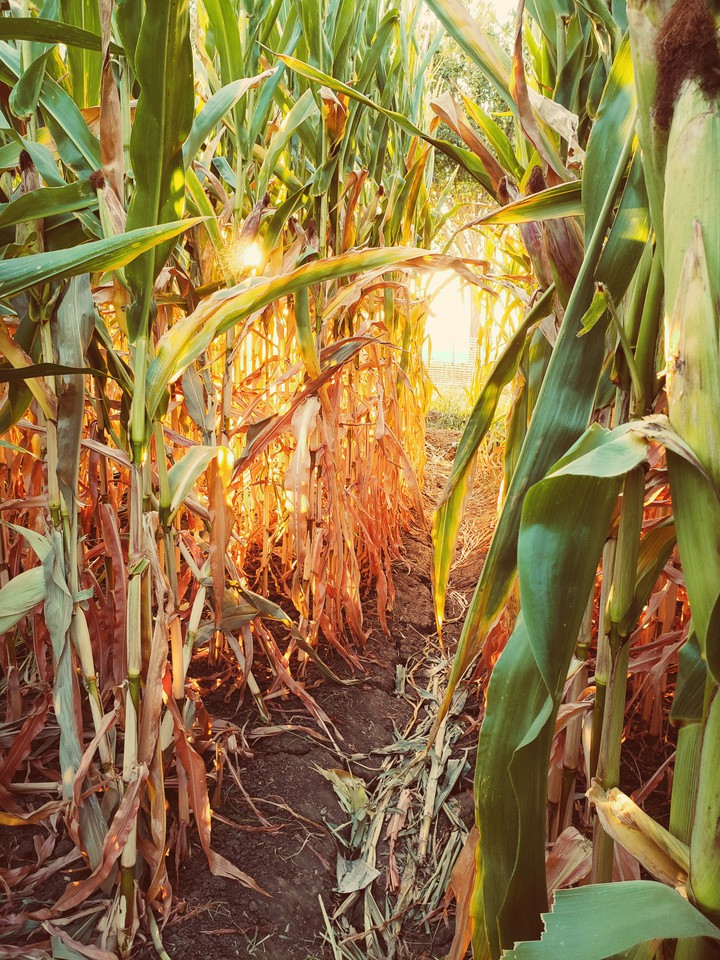 corn field