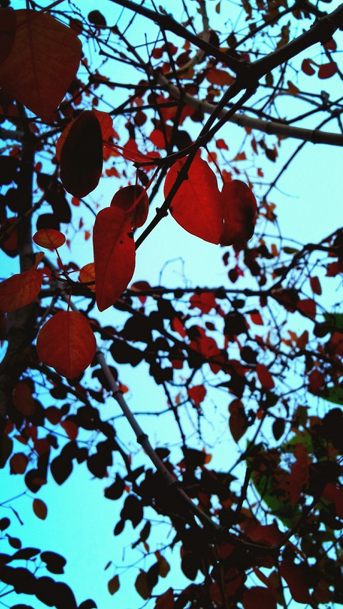 red leaves