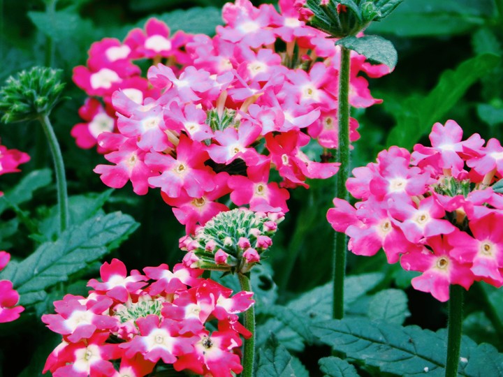 pinky vibrance....