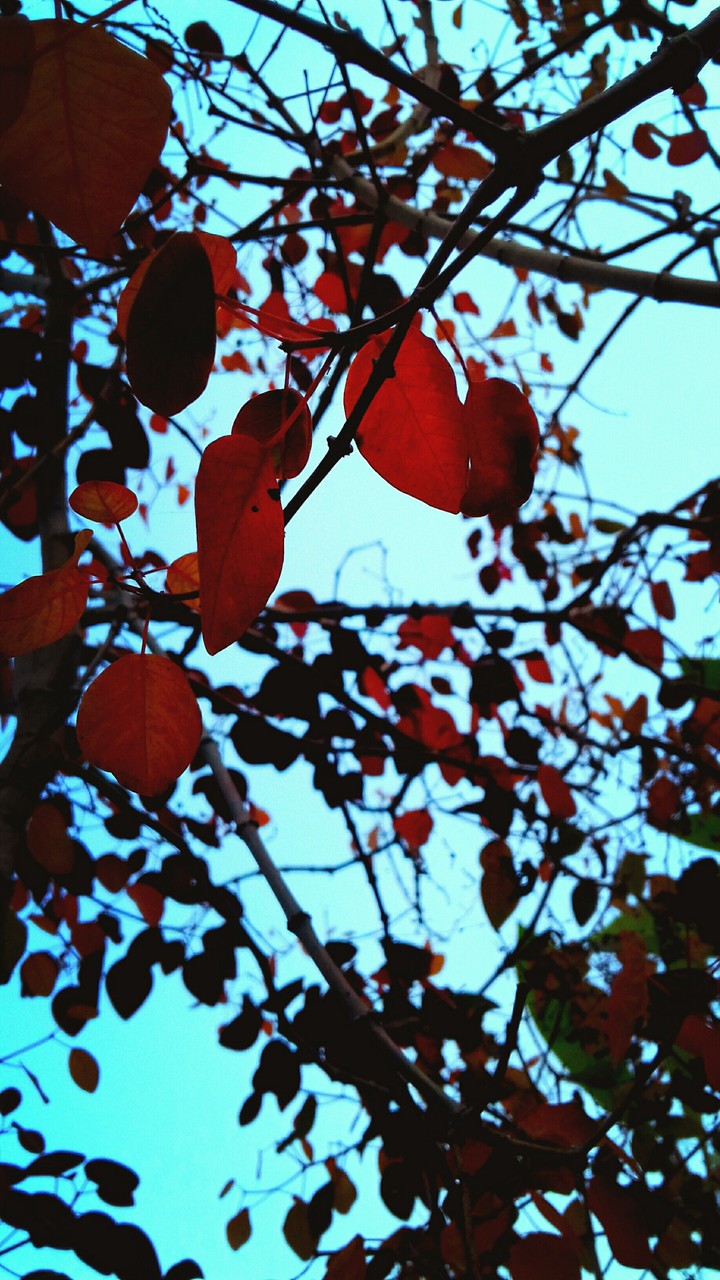 red leaves