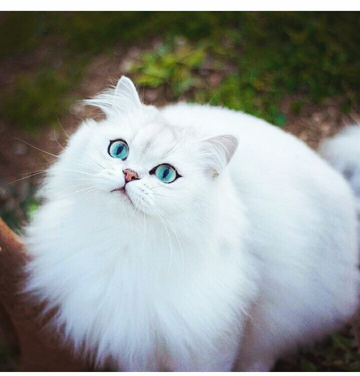 gato