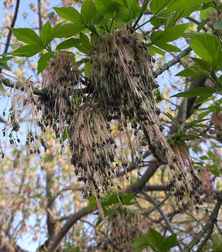 spring