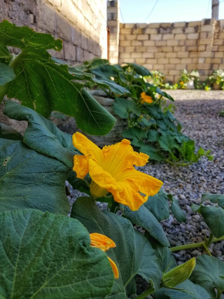 Yellow Paradise