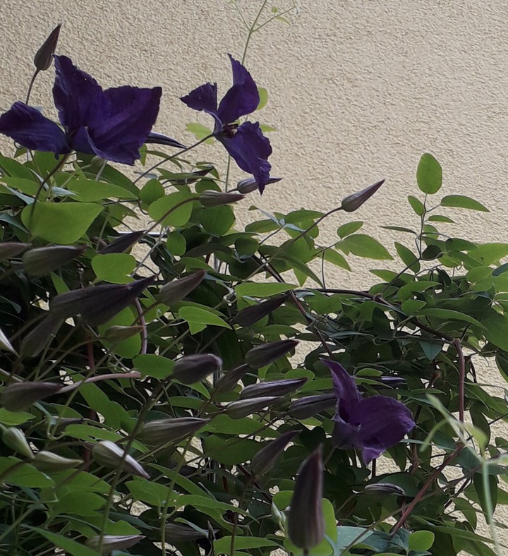 Clematis