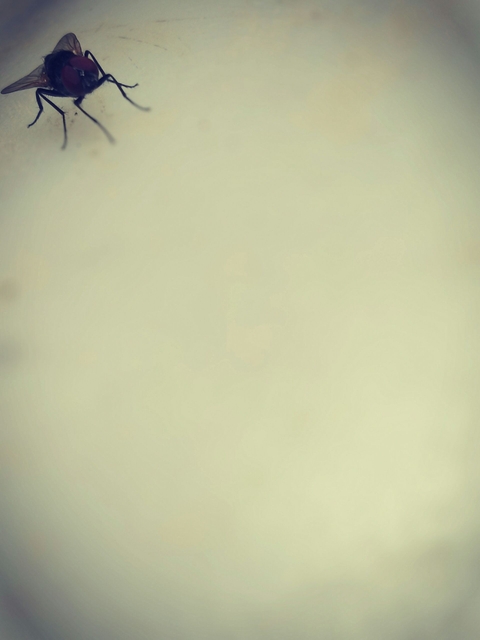 Fly