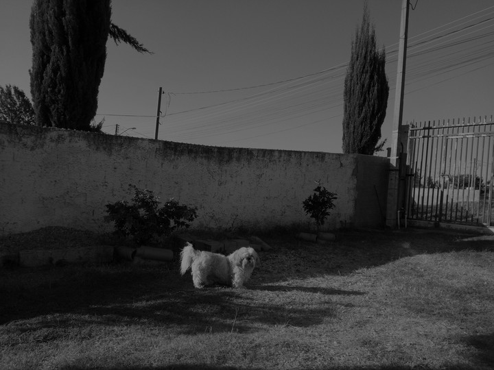 My Dog