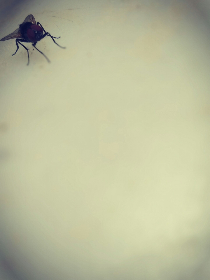 Fly
