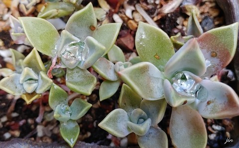 обои summer, diamond