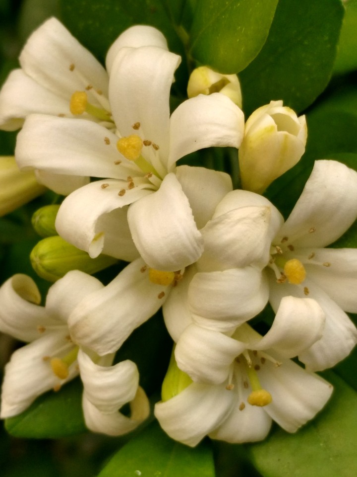 flores