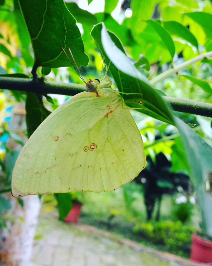 Buttrerfly