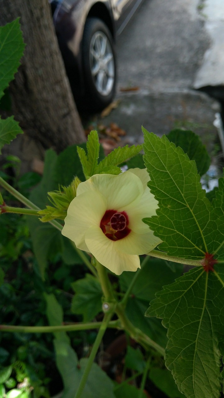 Okra Flower