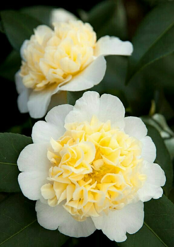 Camellia