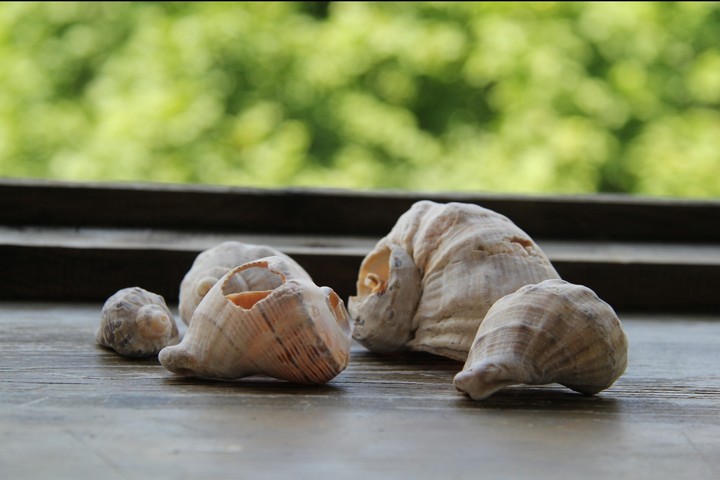 Ракушки