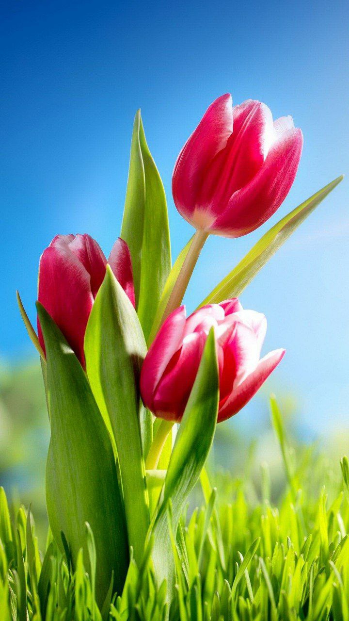 Tulips