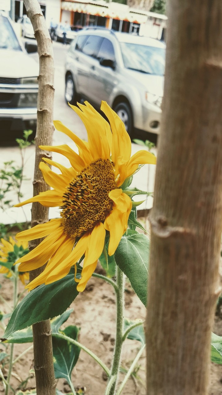 The spy Sunflower