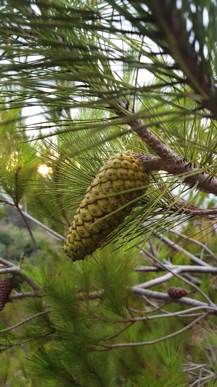 pine