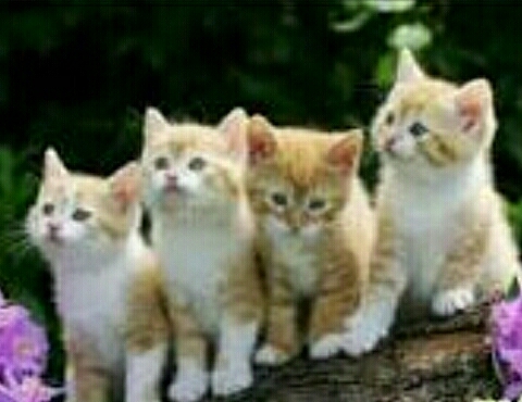 crias de gatitos