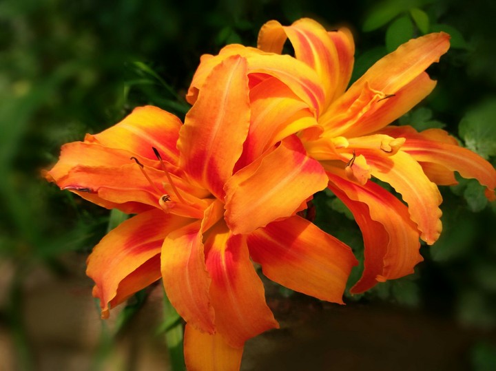 nature gets  bright orange