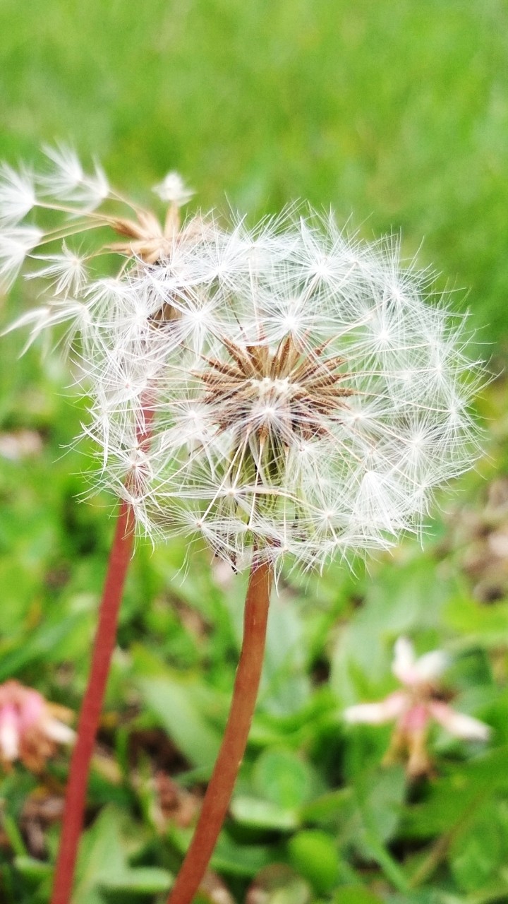 dandelion