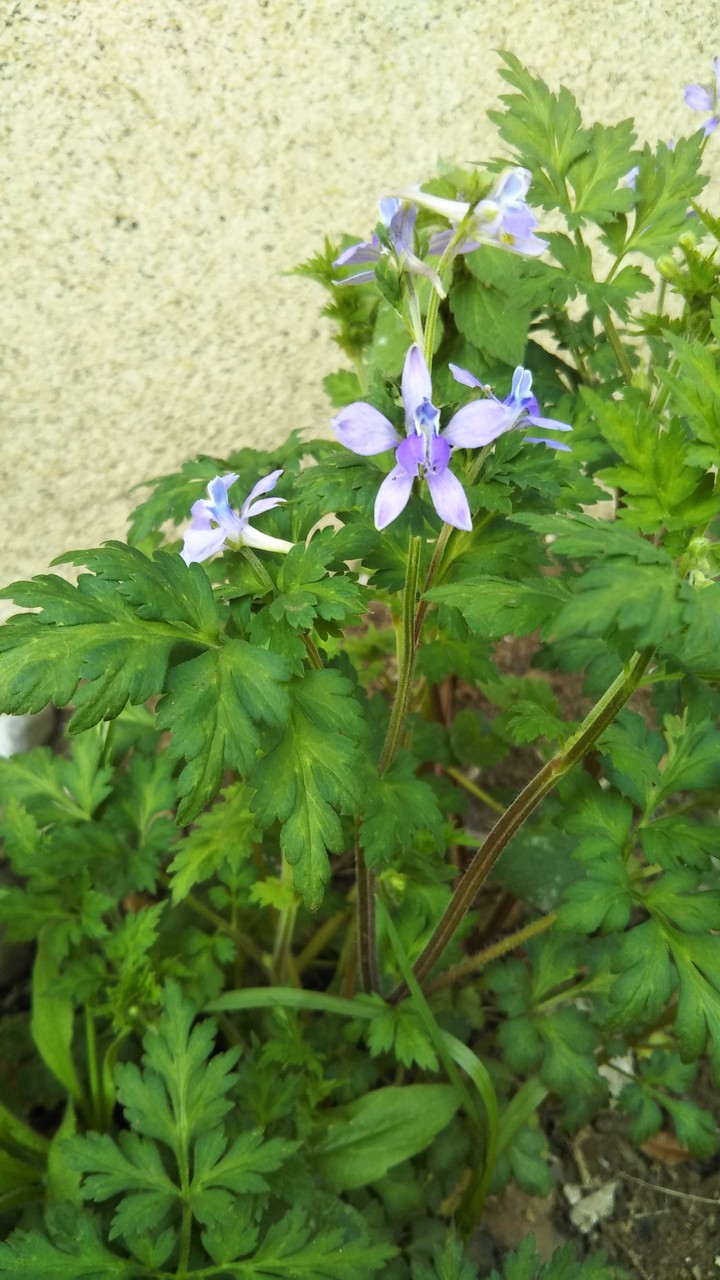 Purple flowers
