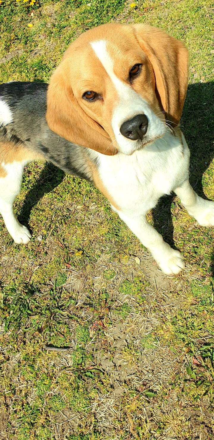 #myDoog!