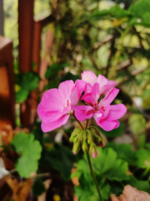 Pink Flower