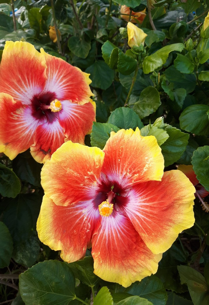 amapola