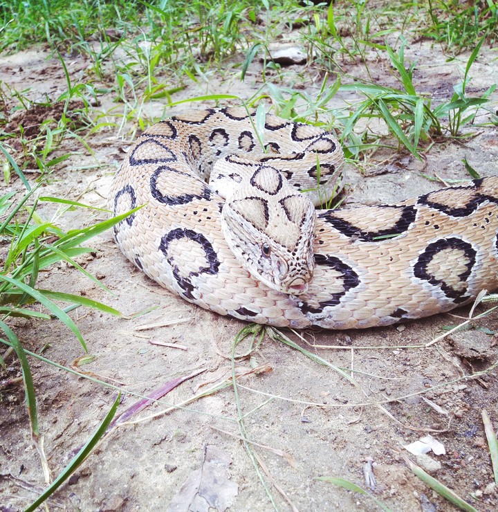 Snake