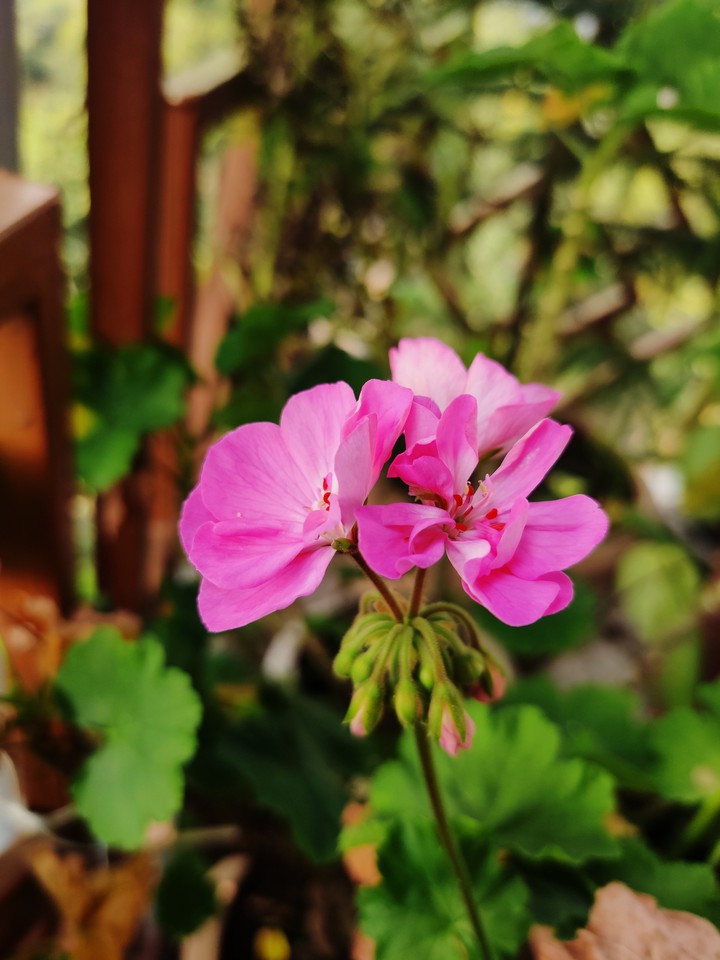 Pink Flower