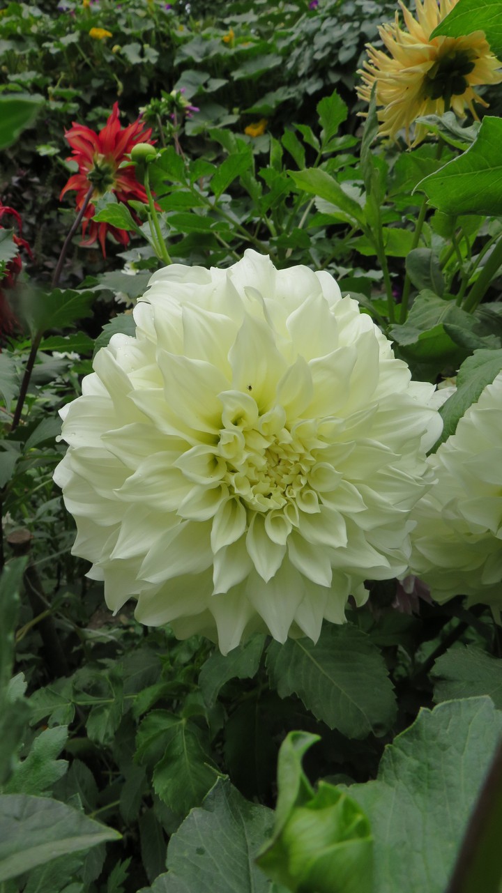 flowers
