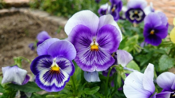 flower