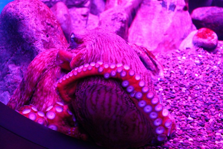 octopus