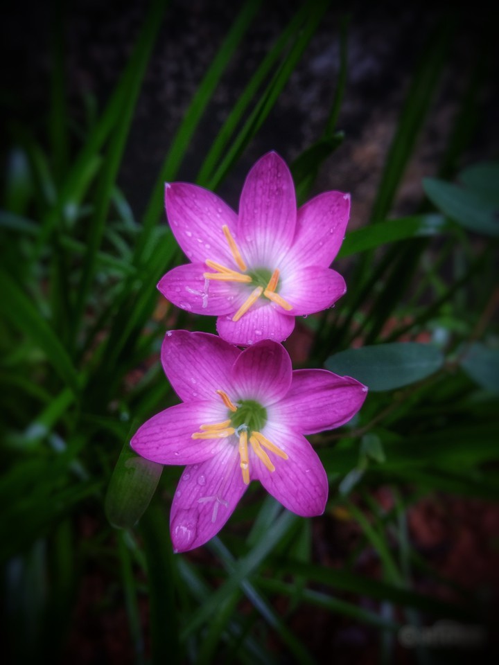 lily
