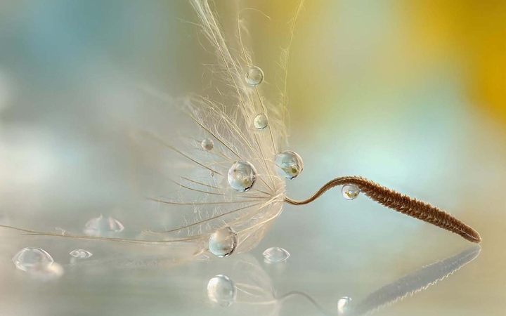 drop