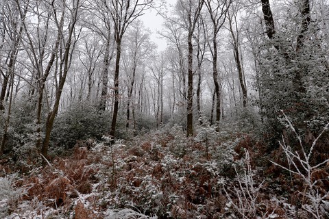 fragile nature