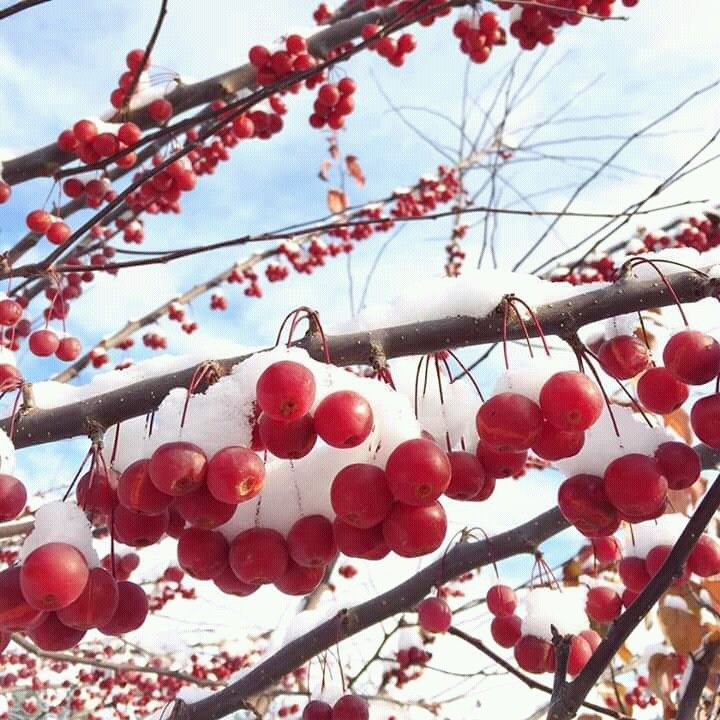 fruit