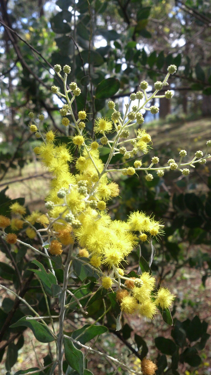 Mimosa