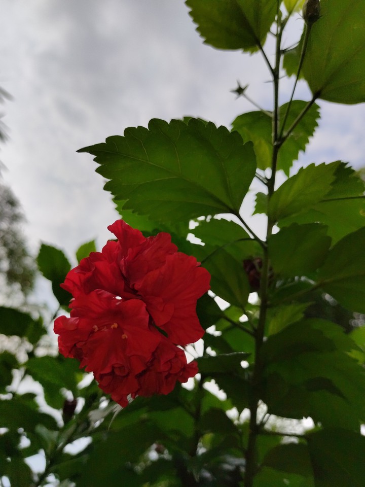 simple beauty
