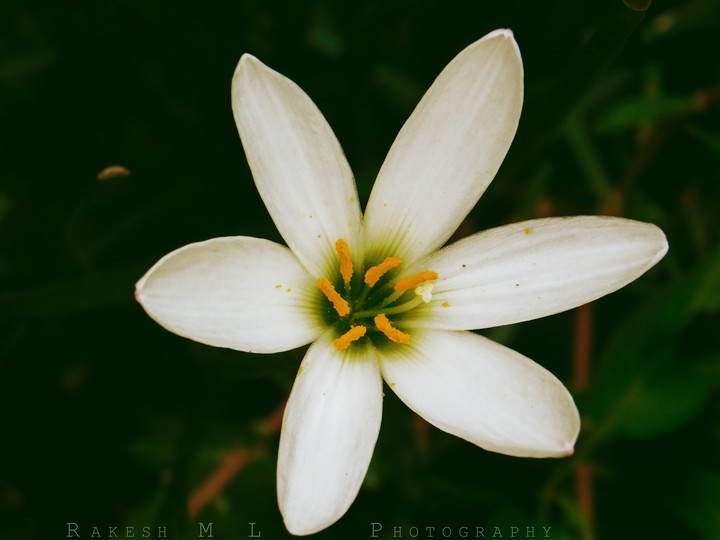 Flower