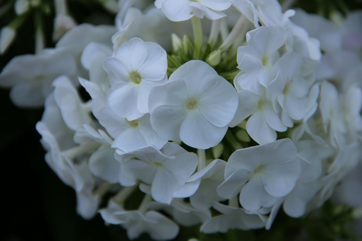 Flowers , White and Black