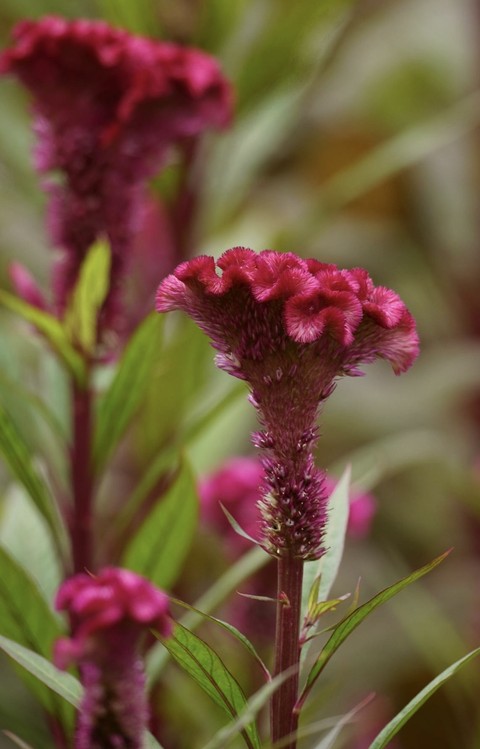 шпалери magenta, plant