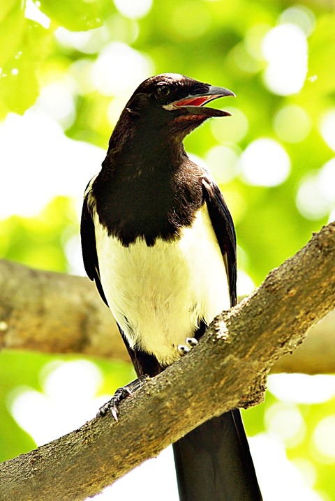black, Magpie वॉलपेपर